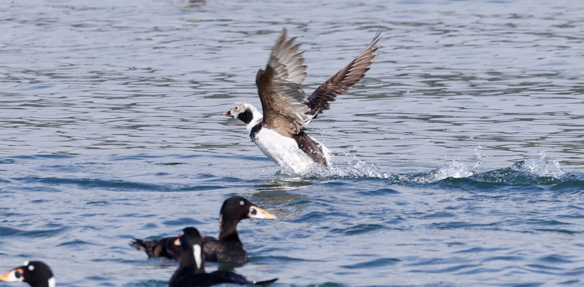 Long-tailed Duck - ML616780644