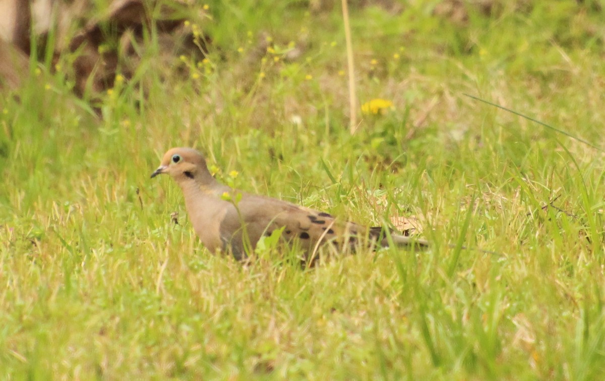 Mourning Dove - ML616780647