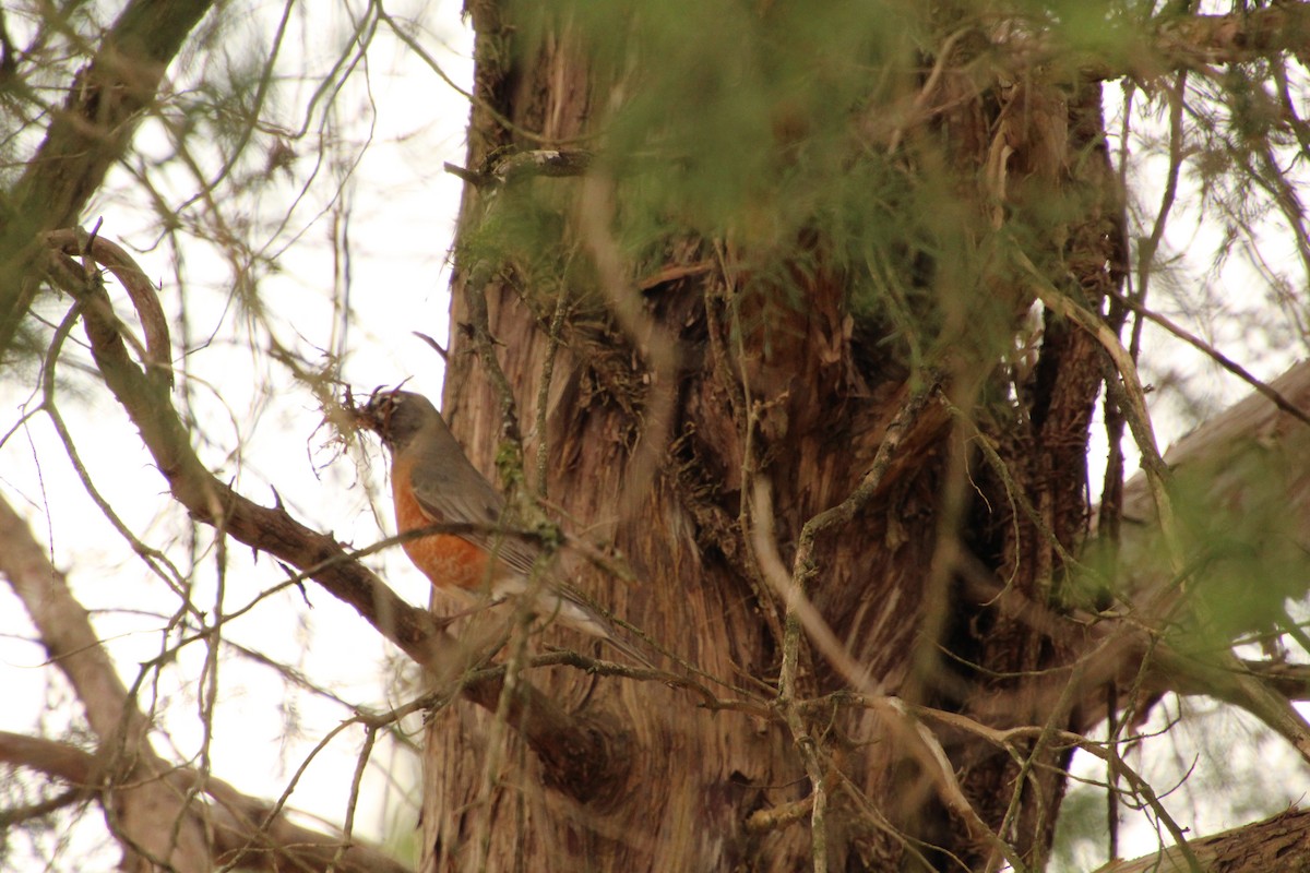 American Robin - ML616780657