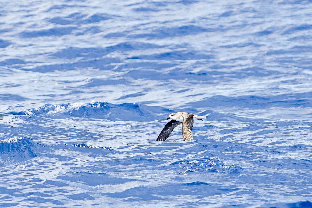 Petrel Gongón (Islas Desertas) - ML616780663