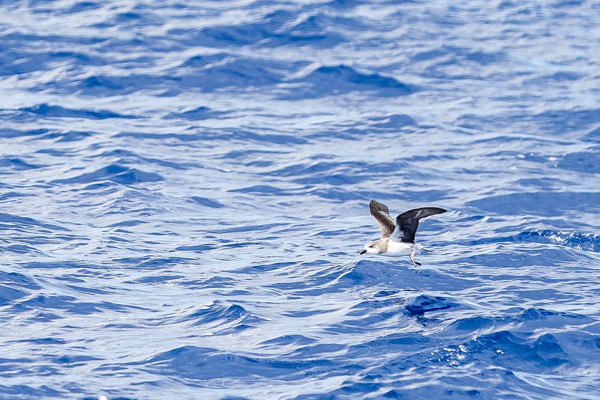 Fea's Petrel (Desertas) - ML616780673