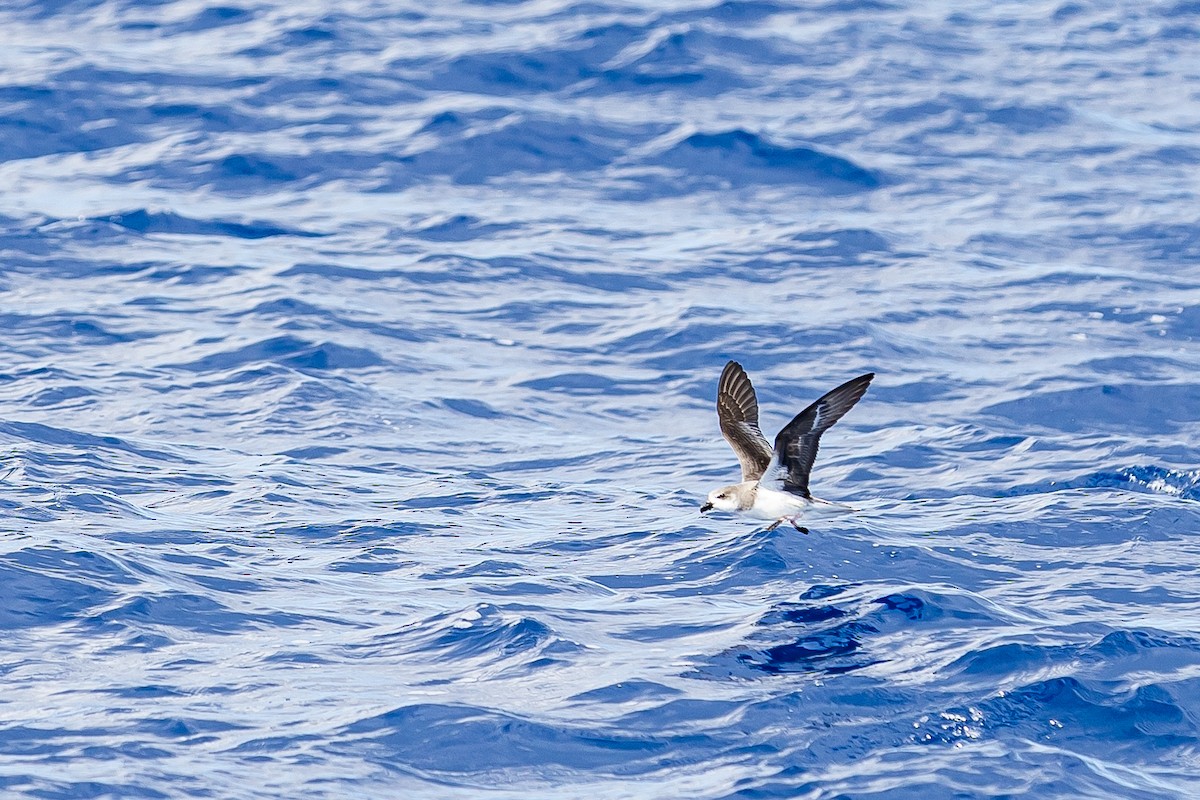 Fea's Petrel (Desertas) - Anonymous