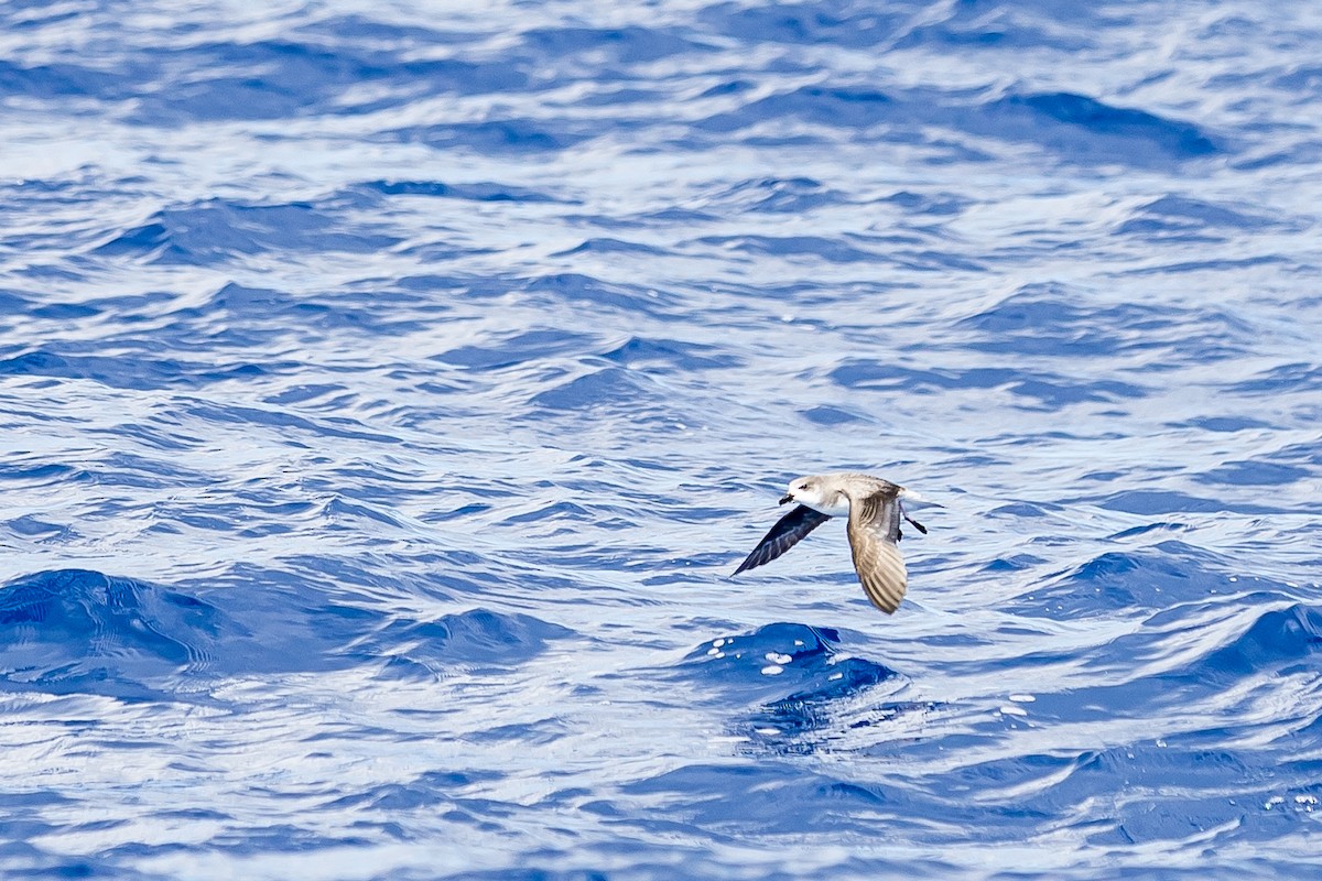 Petrel Gongón (Islas Desertas) - ML616780682