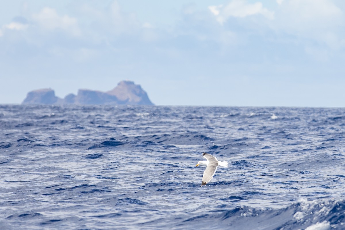 Gaviota Patiamarilla - ML616780686