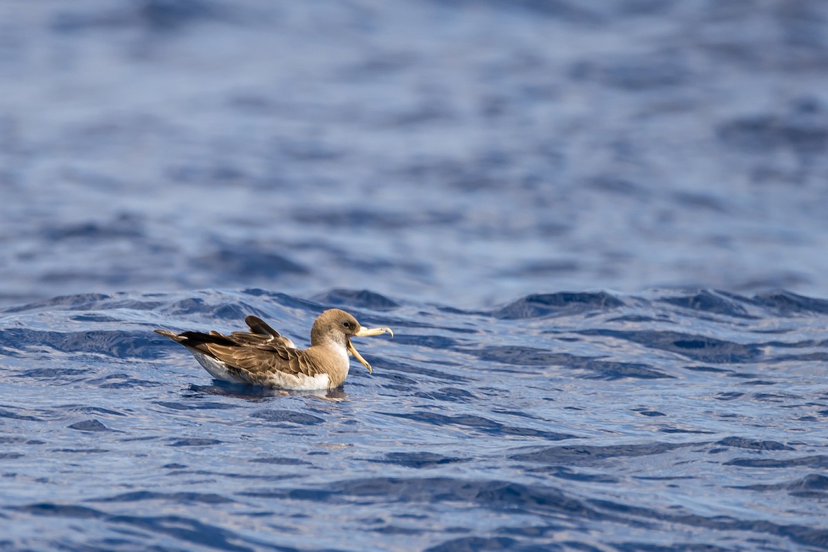 Cory's Shearwater (borealis) - ML616780691