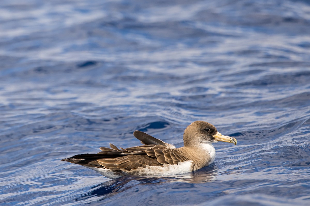 Cory's Shearwater (borealis) - ML616780694