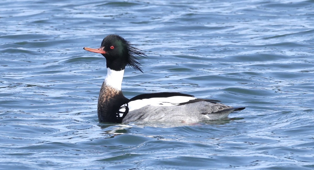 Red-breasted Merganser - ML616780696