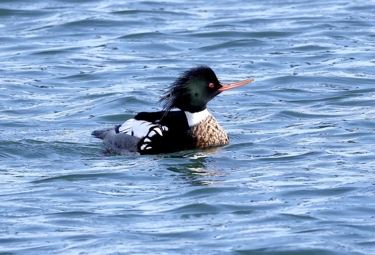 Red-breasted Merganser - ML616780697