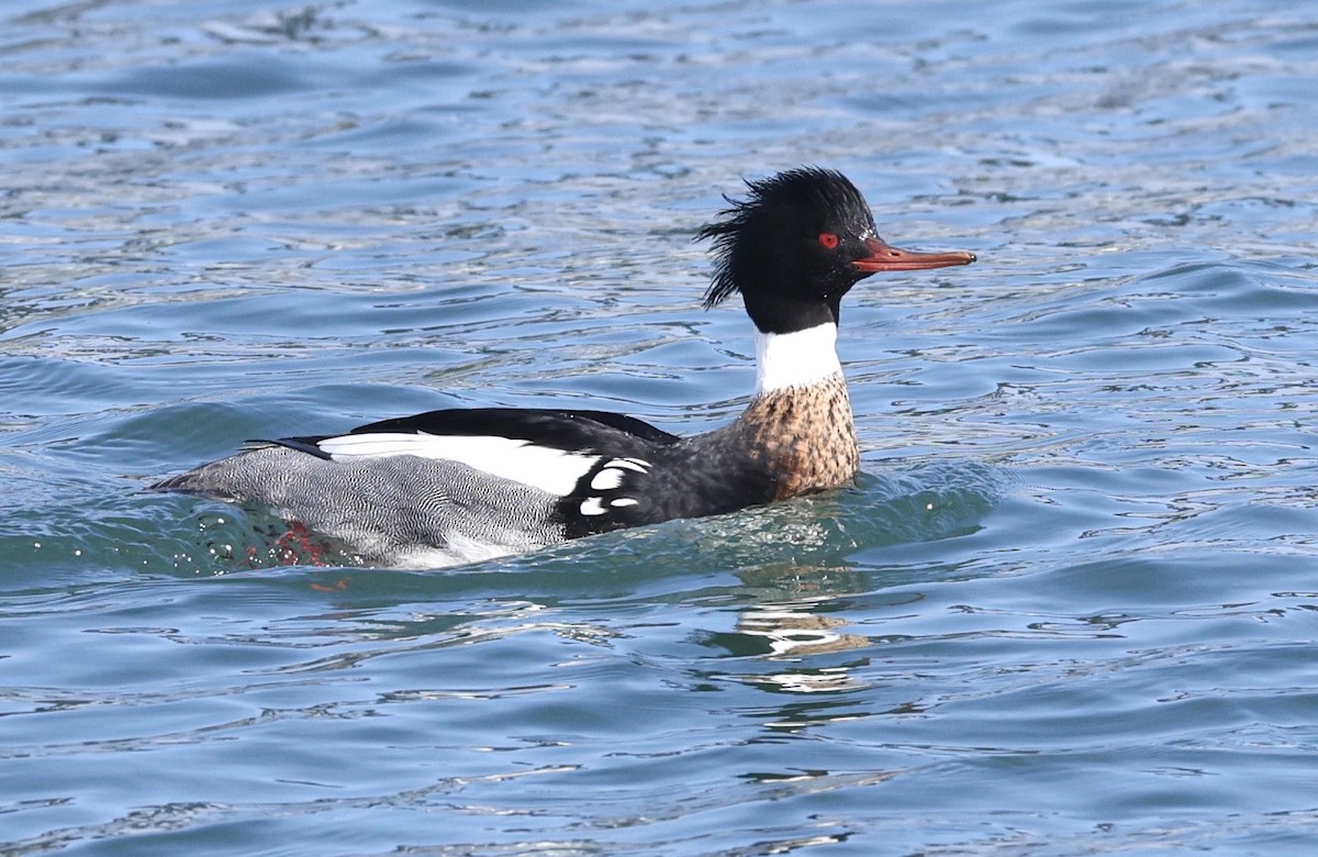 Red-breasted Merganser - ML616780698