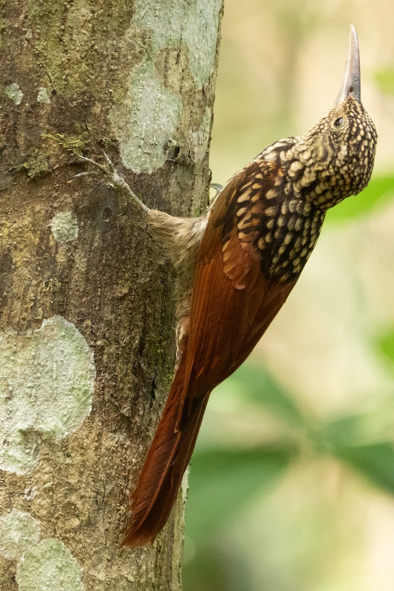 Black-striped Woodcreeper - James Saracco