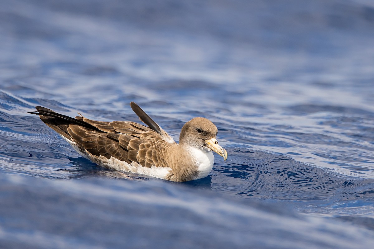 Cory's Shearwater (borealis) - ML616780707