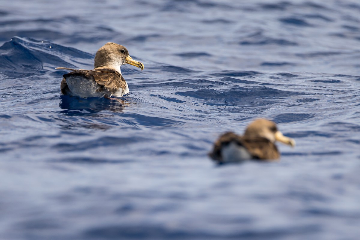 Cory's Shearwater (borealis) - ML616780713