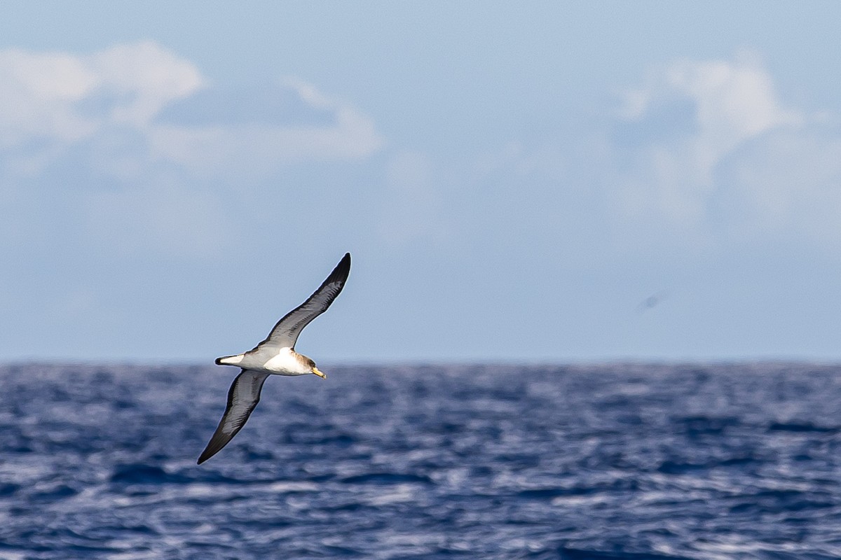 Cory's Shearwater (borealis) - ML616780723