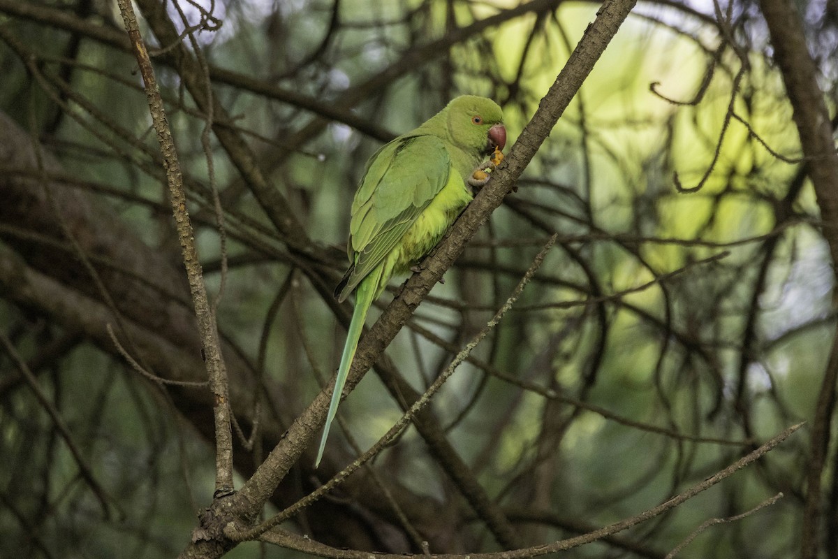 Rose-ringed Parakeet - ML616780732