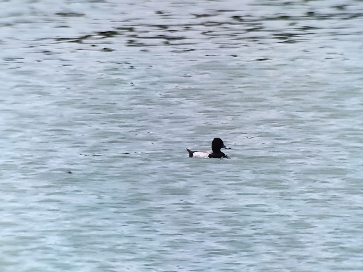 Lesser Scaup - Valentin  motteau