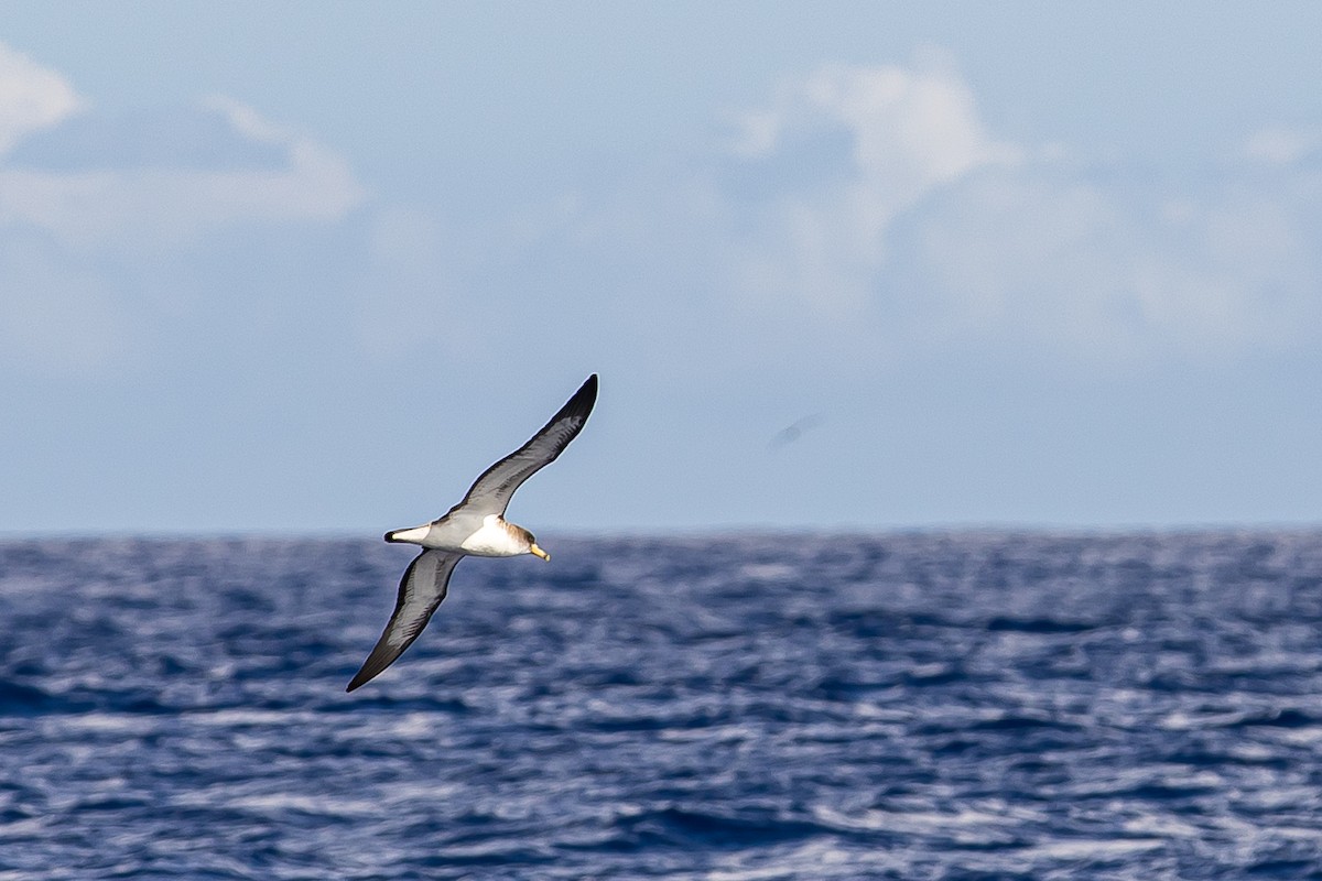 Cory's Shearwater (borealis) - ML616780734