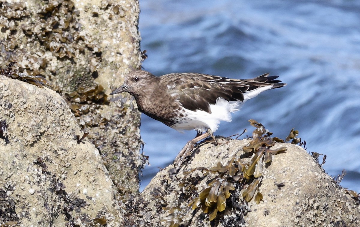 Black Turnstone - ML616780740