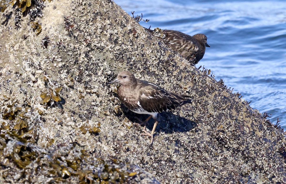 Black Turnstone - ML616780741