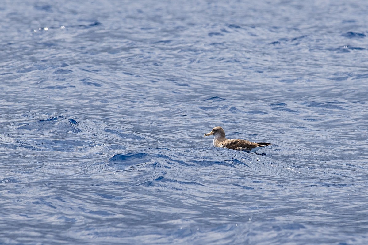 Cory's Shearwater (borealis) - ML616780750