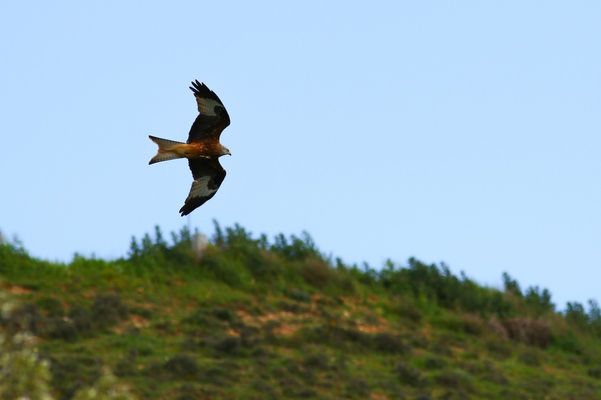 Red Kite - Jonathan Hiley