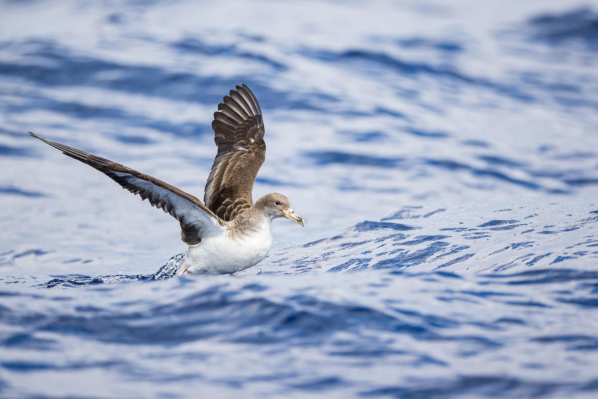 Cory's Shearwater (borealis) - ML616780779