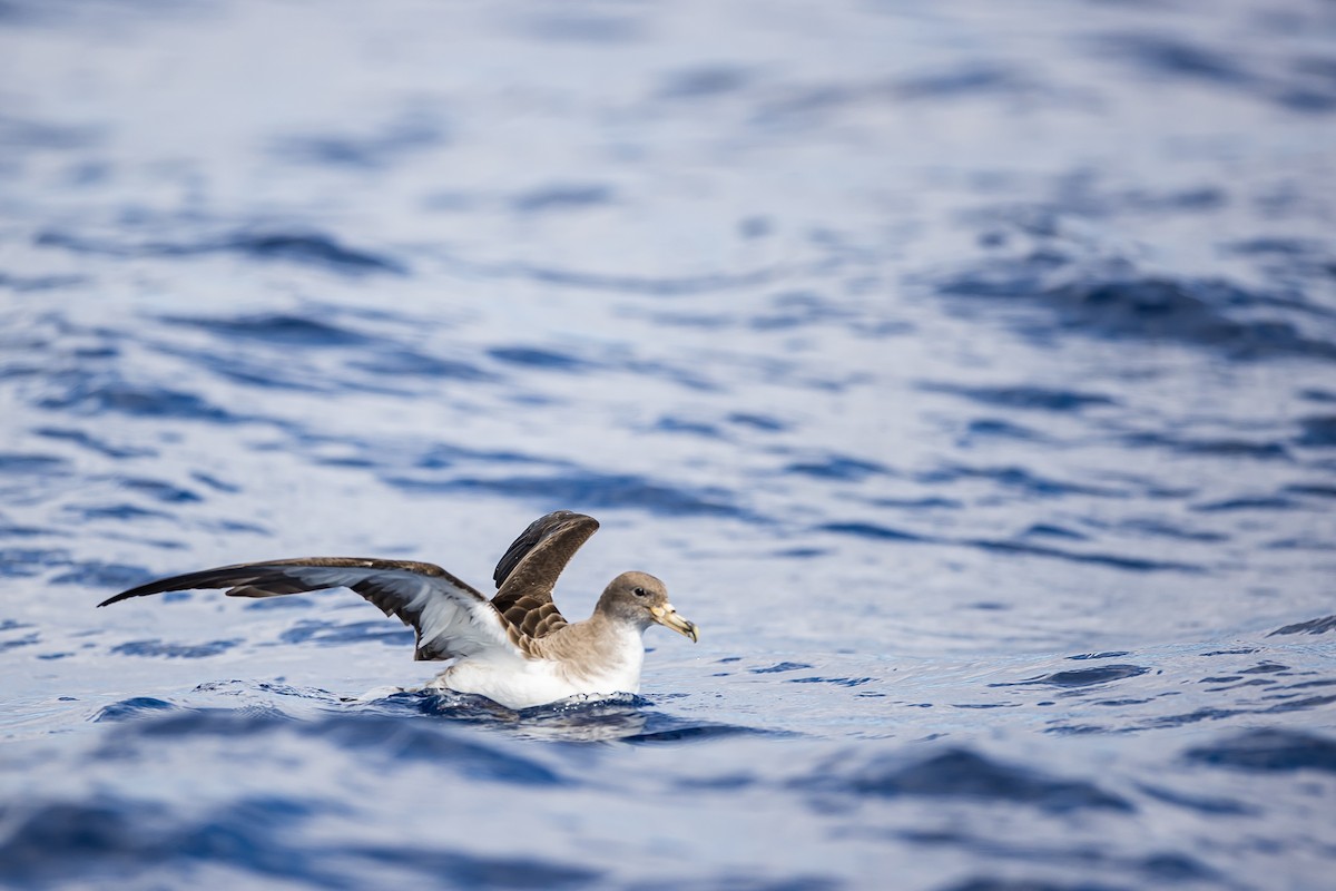 Cory's Shearwater (borealis) - ML616780780