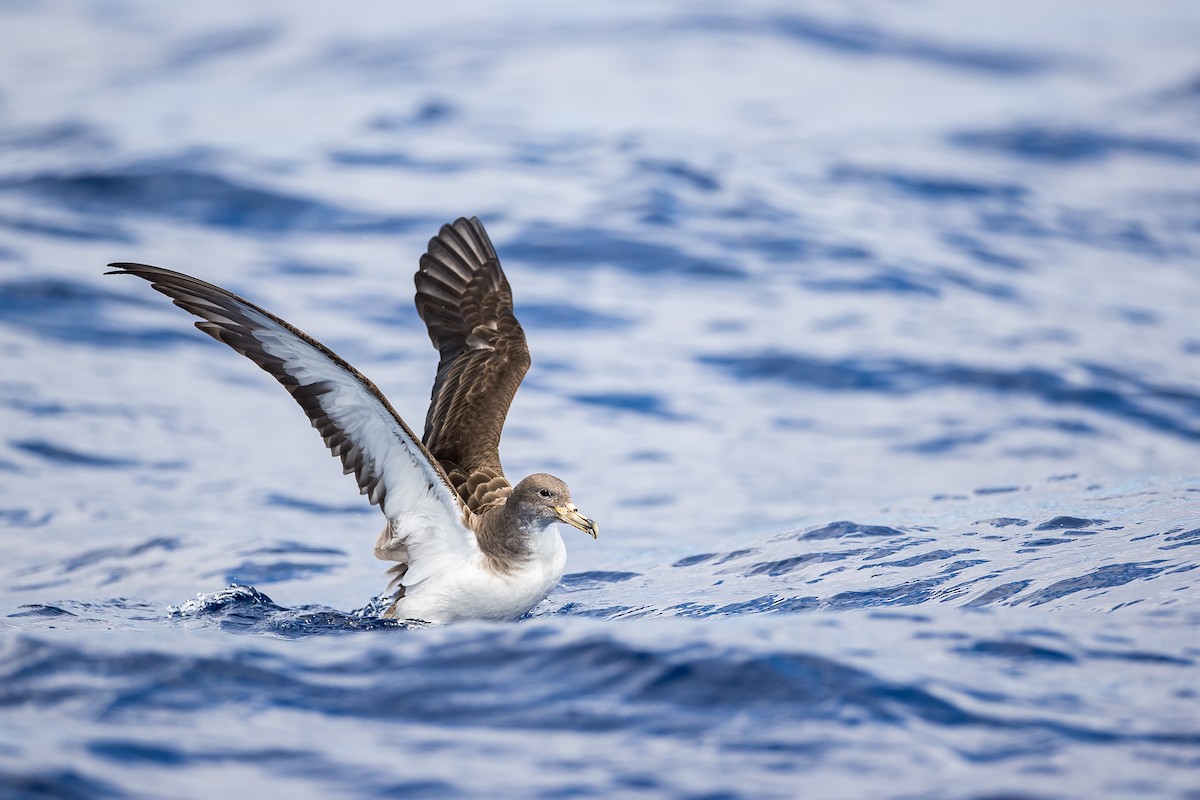 Cory's Shearwater (borealis) - ML616780781