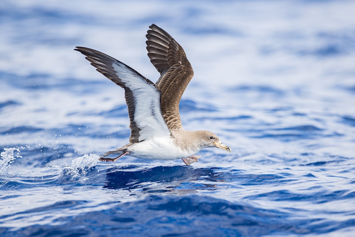 Cory's Shearwater (borealis) - ML616780789