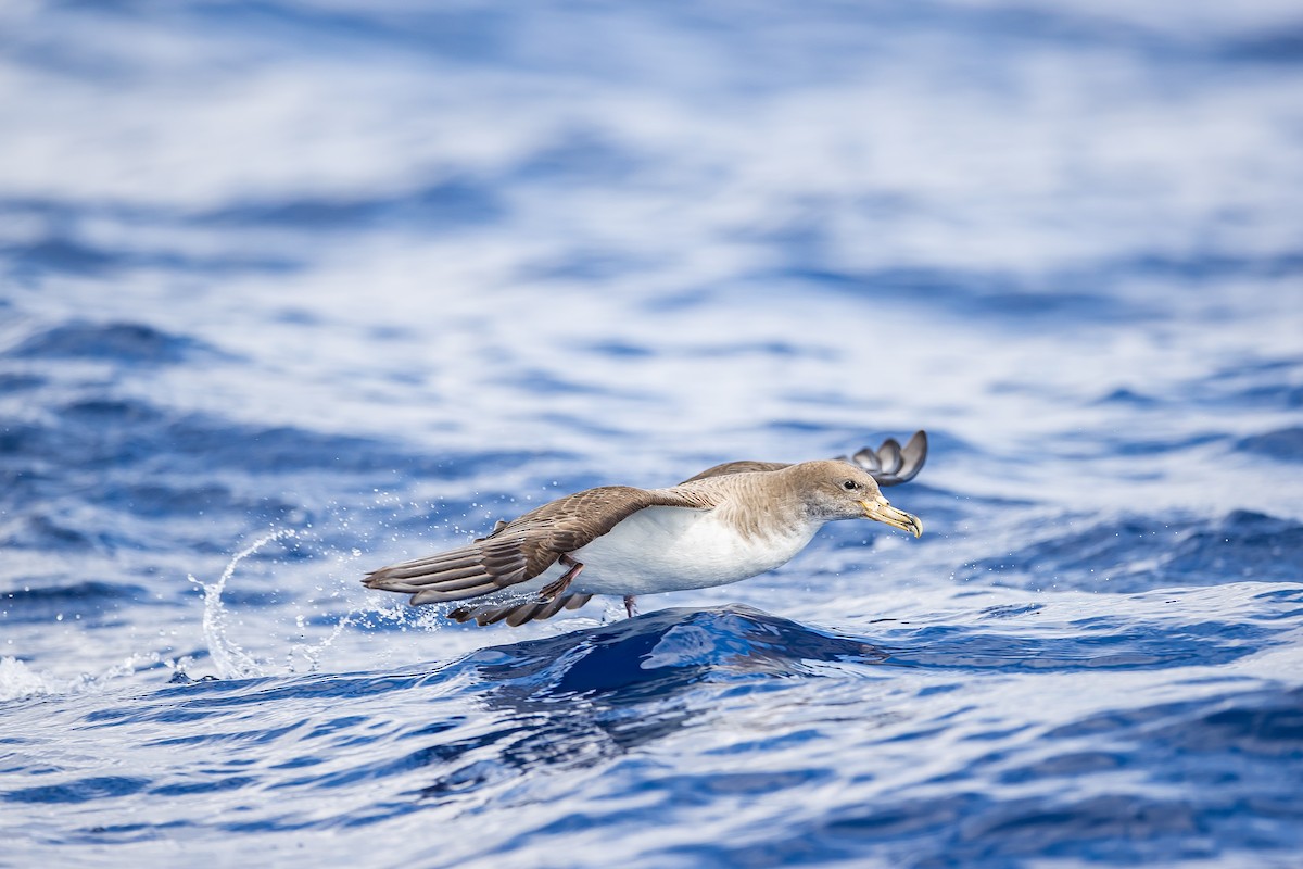 Cory's Shearwater (borealis) - Anonymous