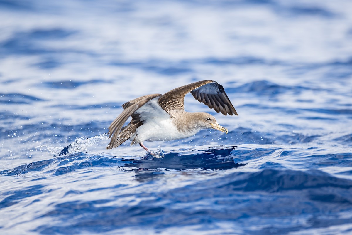 Cory's Shearwater (borealis) - ML616780794