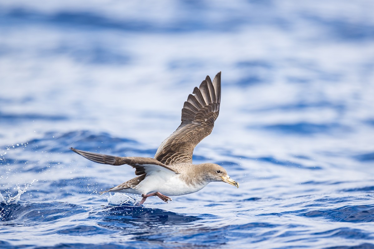 Cory's Shearwater (borealis) - ML616780799