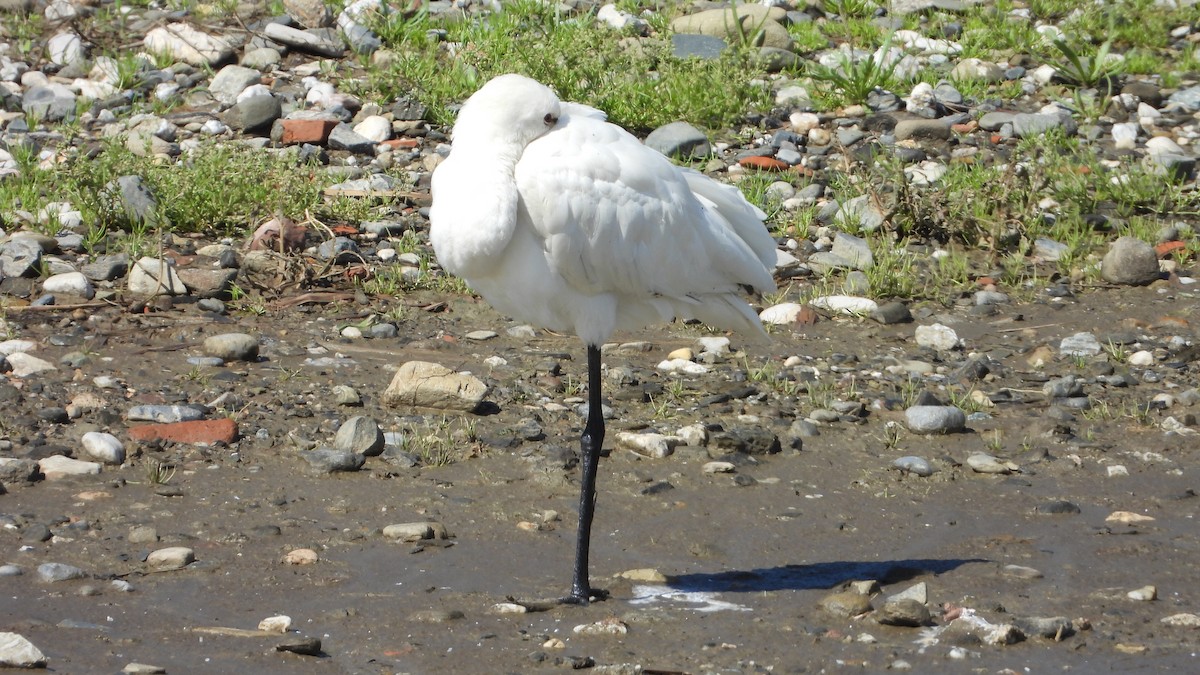 Eurasian Spoonbill - Manuel García Ruiz