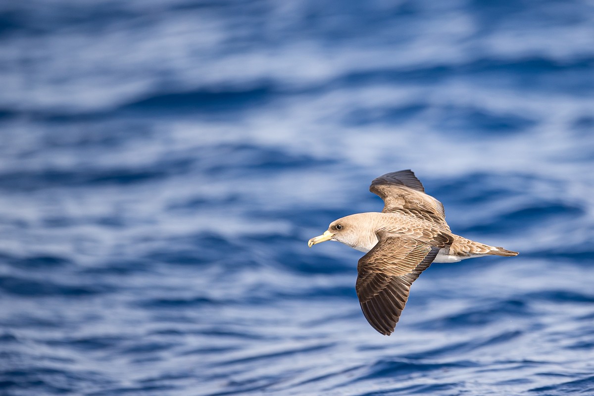 Cory's Shearwater (borealis) - Anonymous