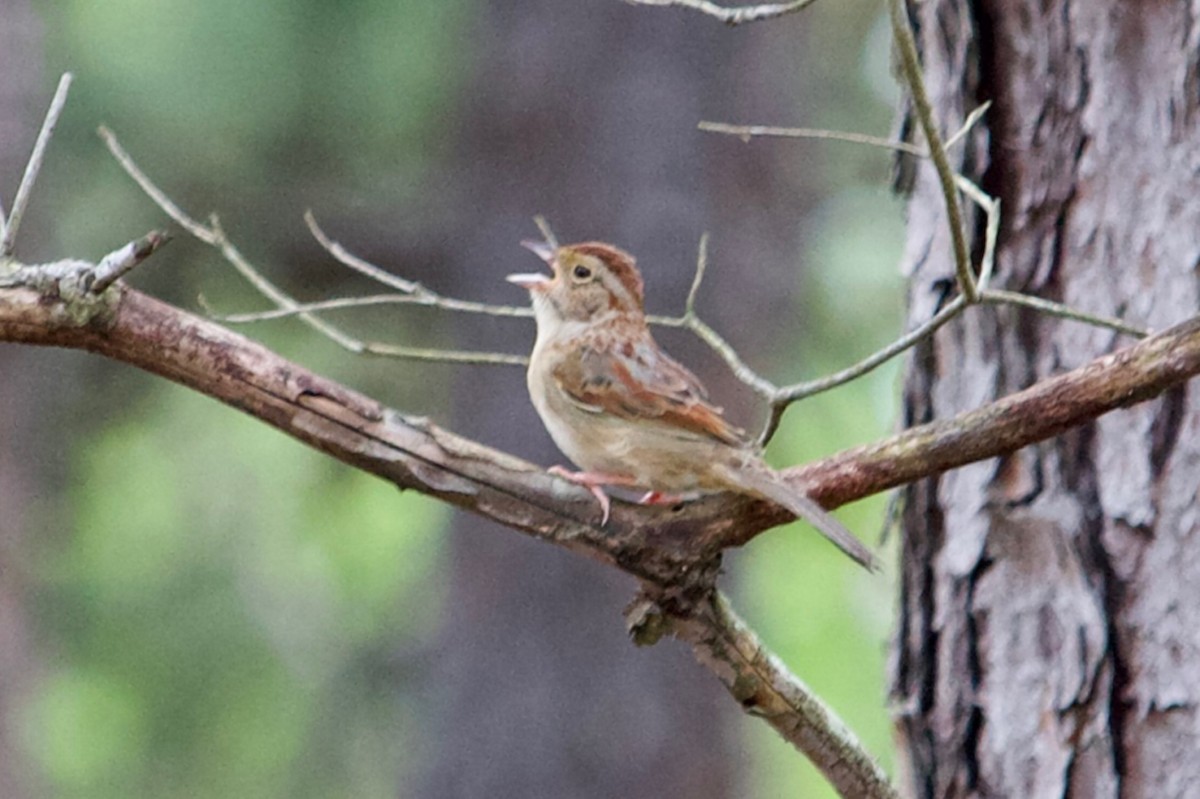 Bachman's Sparrow - Mark Pellegri