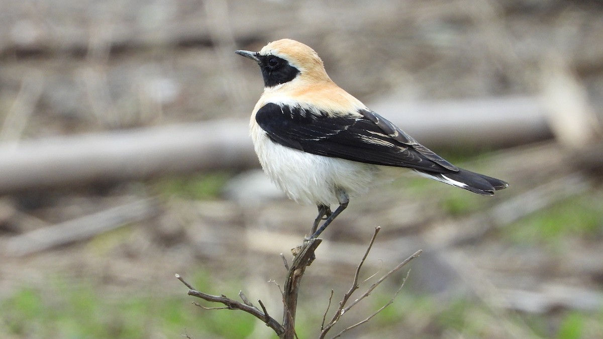 Western Black-eared Wheatear - Manuel García Ruiz