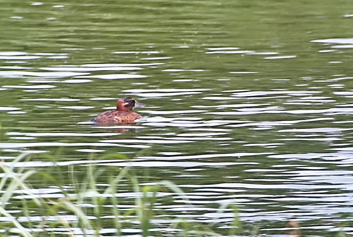 Masked Duck - ML616780919