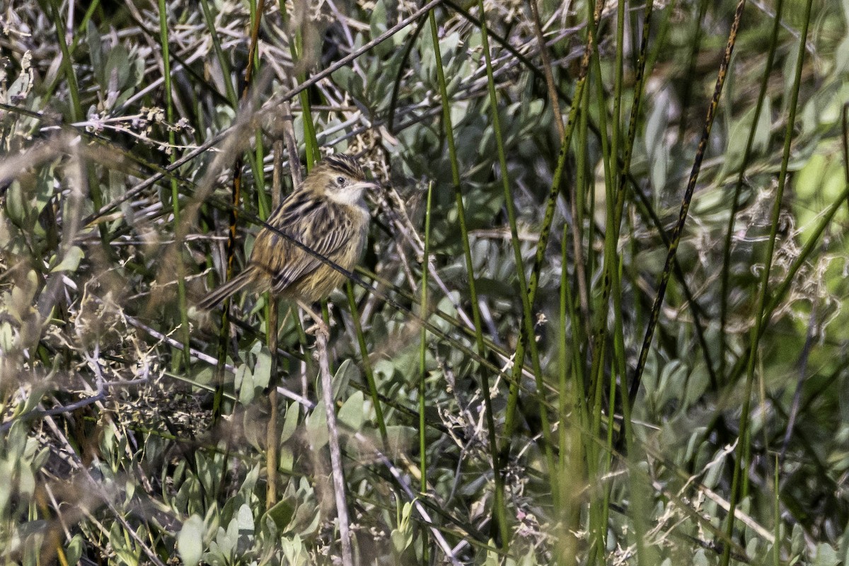 Zitting Cisticola - ML616780932