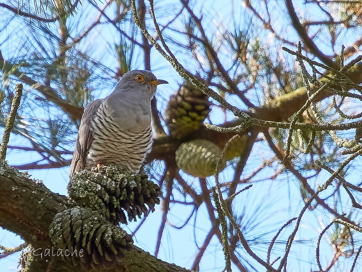 Common Cuckoo - ML616780956