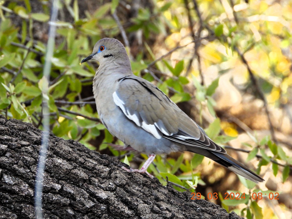 White-winged Dove - ML616780966