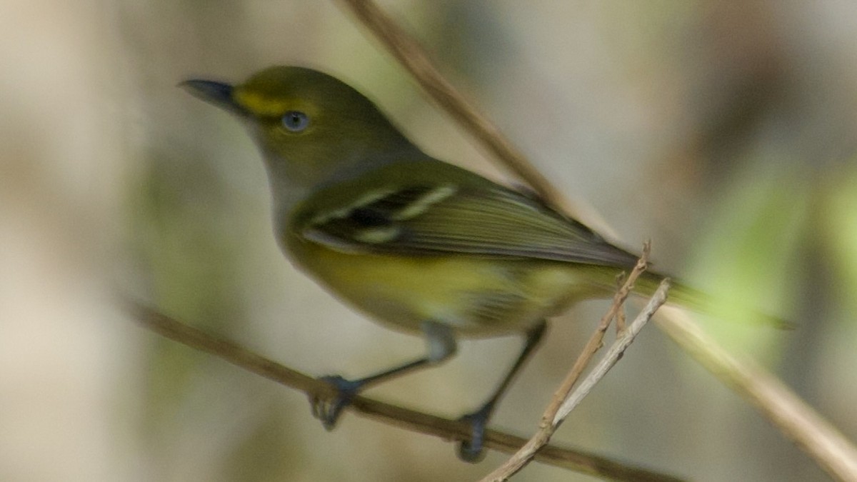 White-eyed Vireo - Jan Ekkers