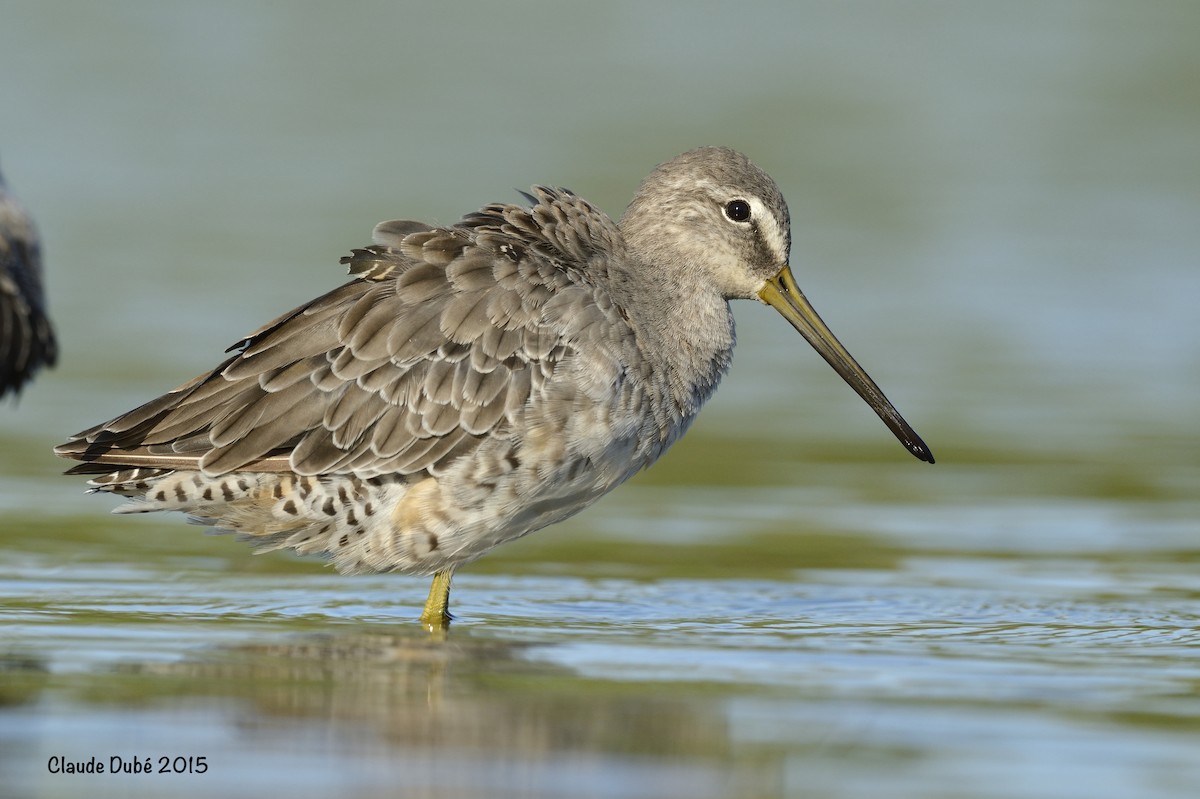 langnebbekkasinsnipe - ML616781043