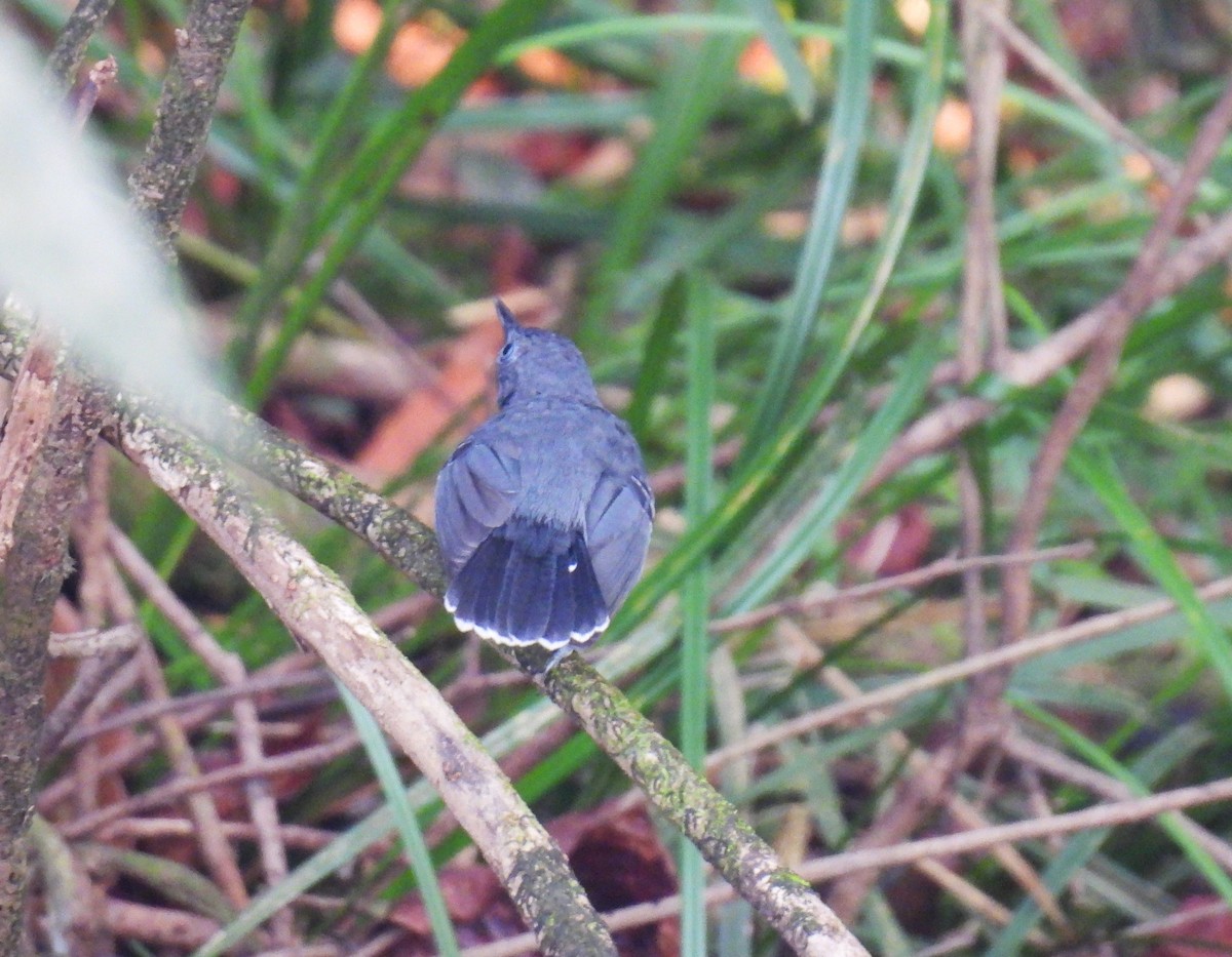 Black-chinned Antbird - ML616781081