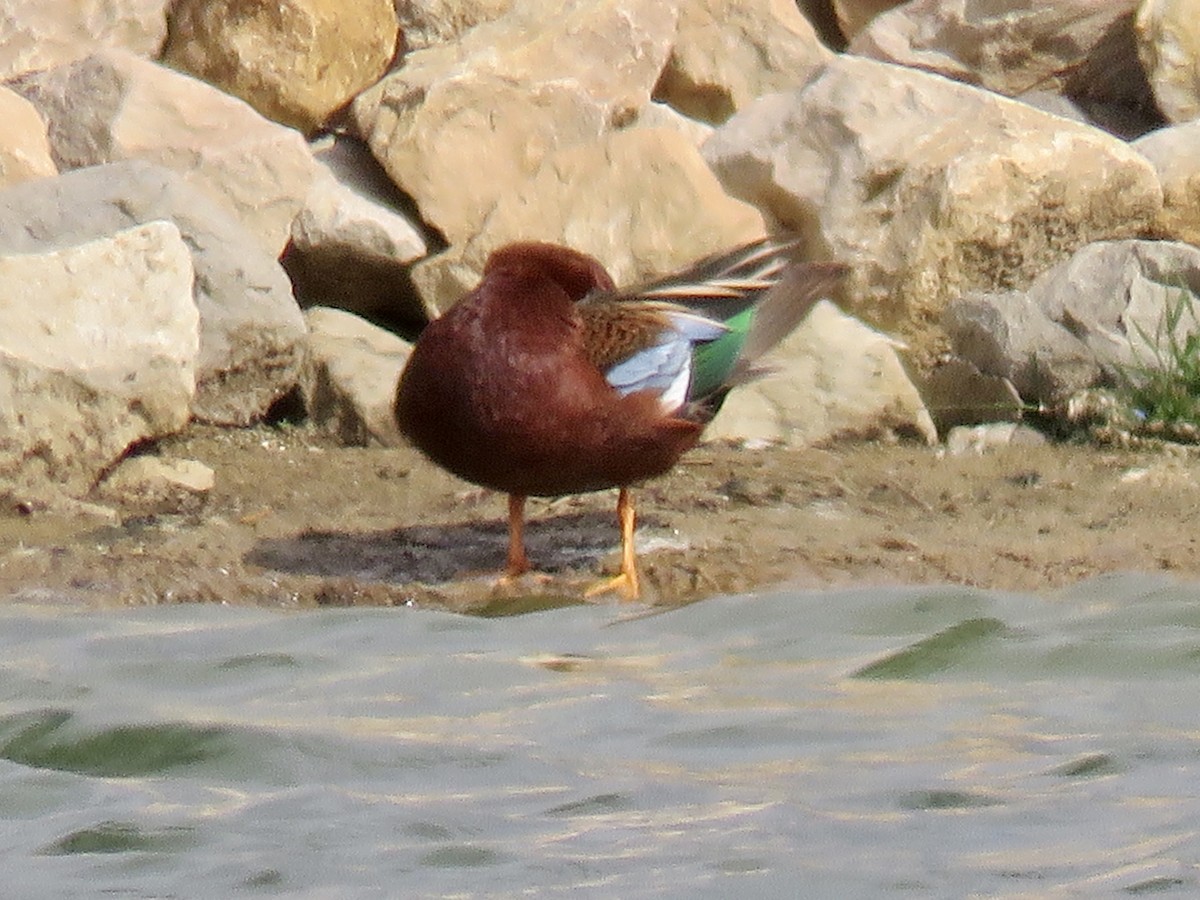 Cinnamon Teal - ML616781118