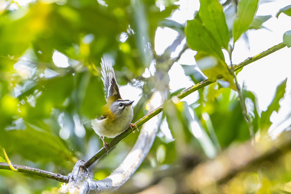 Madeira Firecrest - ML616781122