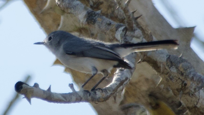 Blue-gray Gnatcatcher - ML616781155