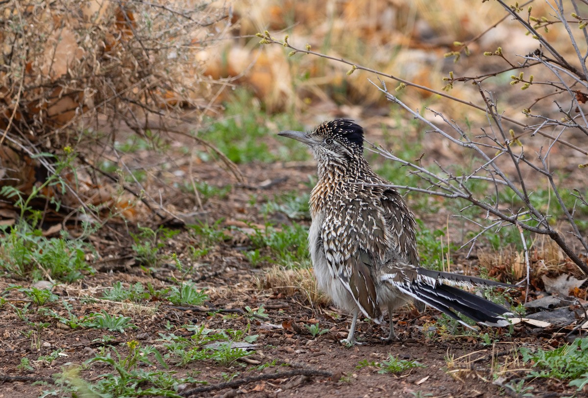 Greater Roadrunner - ML616781157