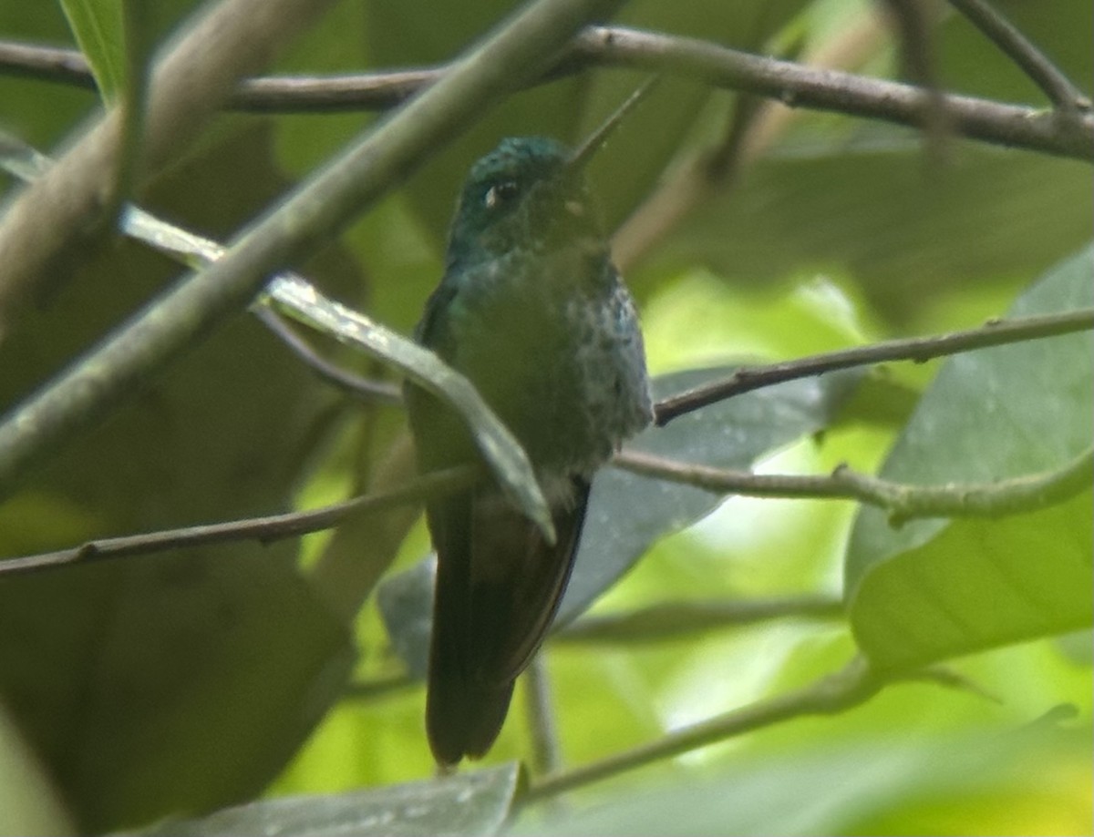 Rufous-vented Whitetip - Alec Hopping