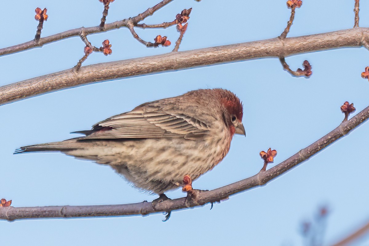 House Finch - ML616781178