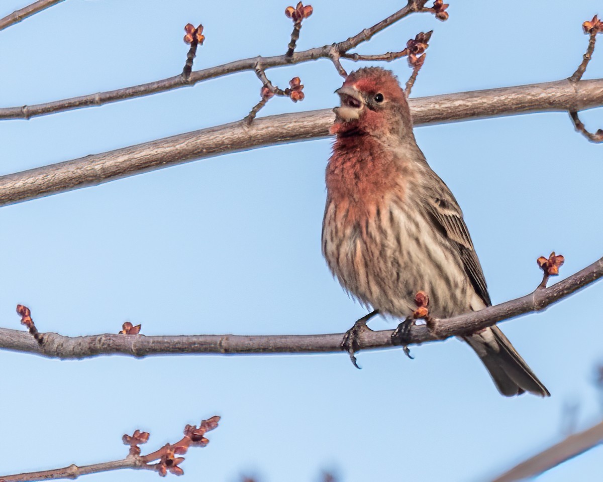 House Finch - ML616781179