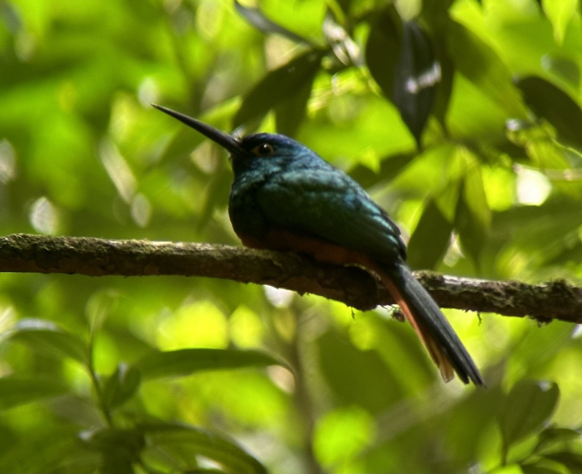 Coppery-chested Jacamar - Alec Hopping